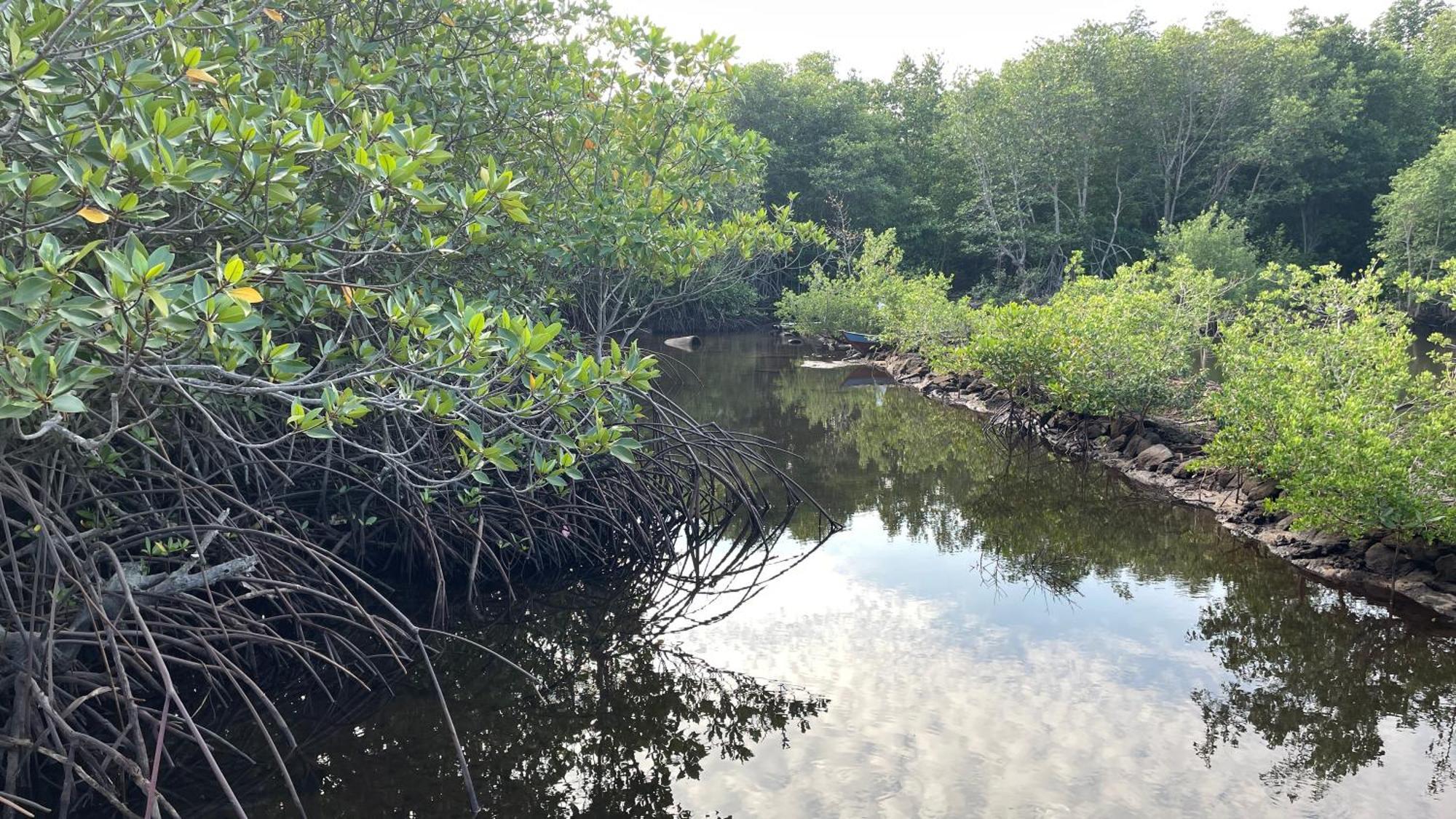 Mangrove Inn Karimunjawa Exteriör bild